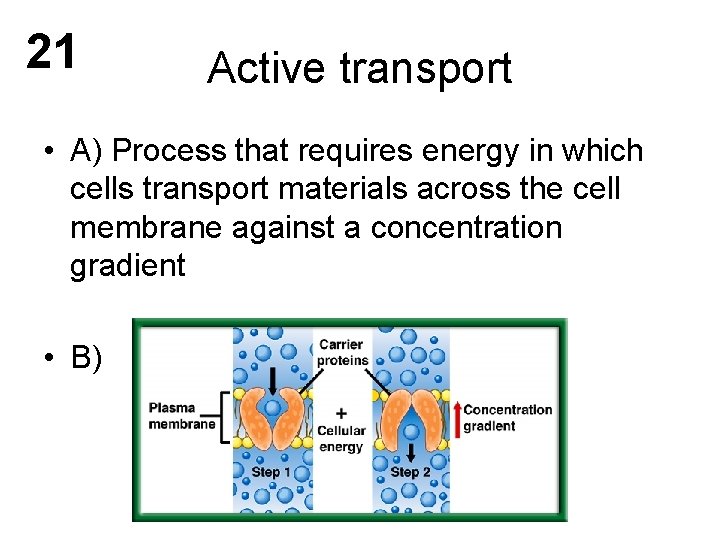 21 Active transport • A) Process that requires energy in which cells transport materials