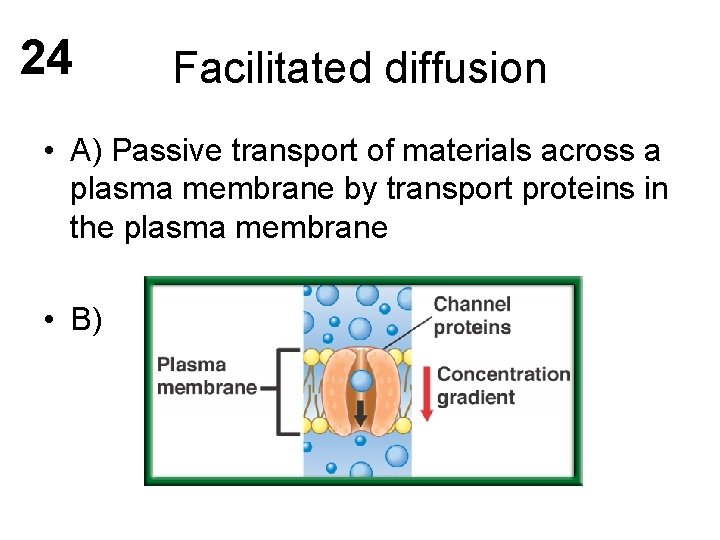 24 Facilitated diffusion • A) Passive transport of materials across a plasma membrane by