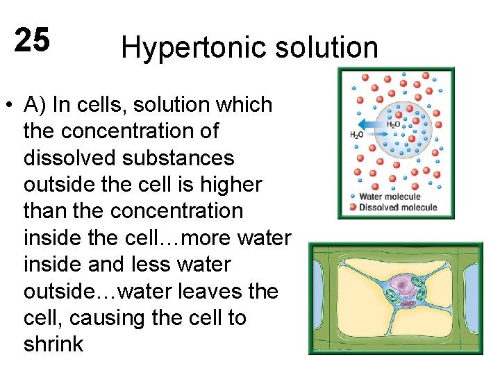25 Hypertonic solution • A) In cells, solution which the concentration of dissolved substances