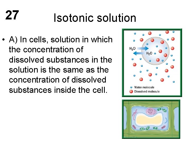 27 Isotonic solution • A) In cells, solution in which the concentration of dissolved