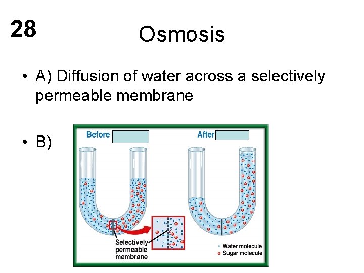 28 Osmosis • A) Diffusion of water across a selectively permeable membrane • B)
