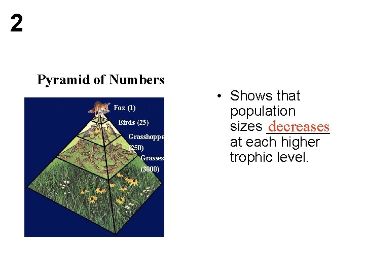 2 Pyramid of Numbers Fox (1) Birds (25) Grasshoppers (250) Grasses (3000) • Shows