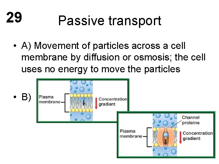 29 Passive transport • A) Movement of particles across a cell membrane by diffusion