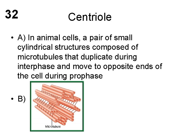 32 Centriole • A) In animal cells, a pair of small cylindrical structures composed