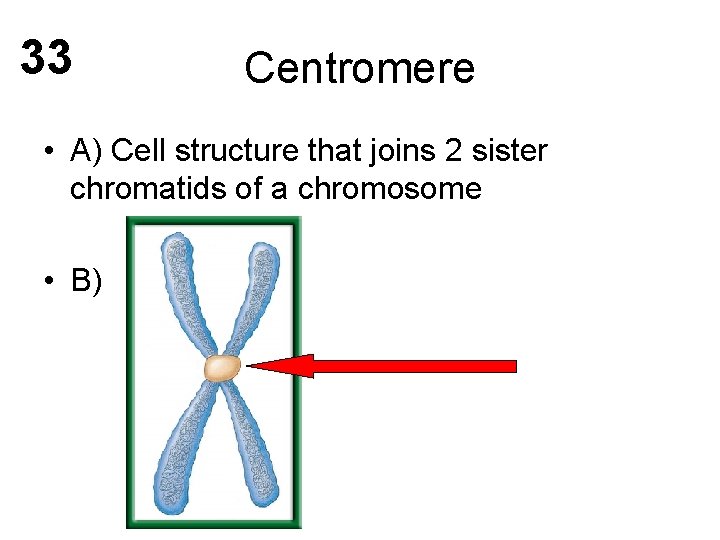 33 Centromere • A) Cell structure that joins 2 sister chromatids of a chromosome