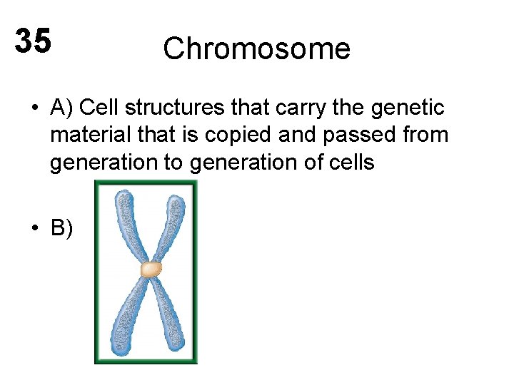 35 Chromosome • A) Cell structures that carry the genetic material that is copied