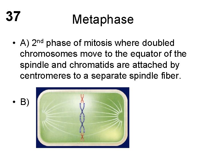 37 Metaphase • A) 2 nd phase of mitosis where doubled chromosomes move to