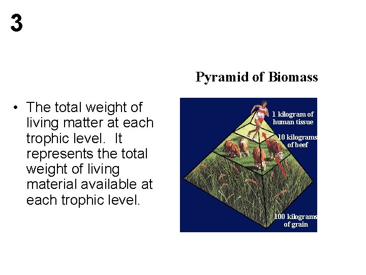 3 Pyramid of Biomass • The total weight of living matter at each trophic