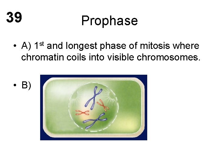 39 Prophase • A) 1 st and longest phase of mitosis where chromatin coils