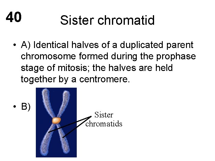 40 Sister chromatid • A) Identical halves of a duplicated parent chromosome formed during