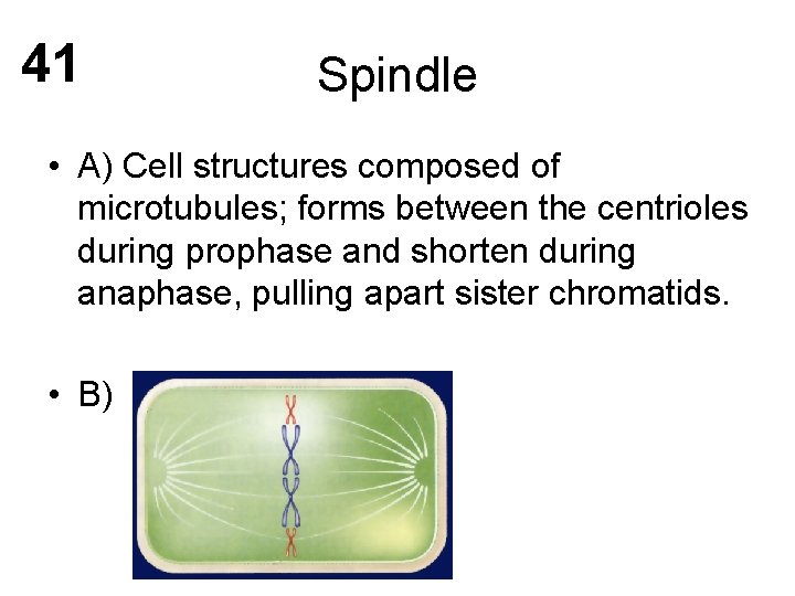 41 Spindle • A) Cell structures composed of microtubules; forms between the centrioles during