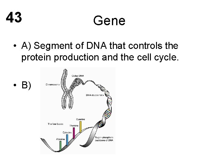 43 Gene • A) Segment of DNA that controls the protein production and the