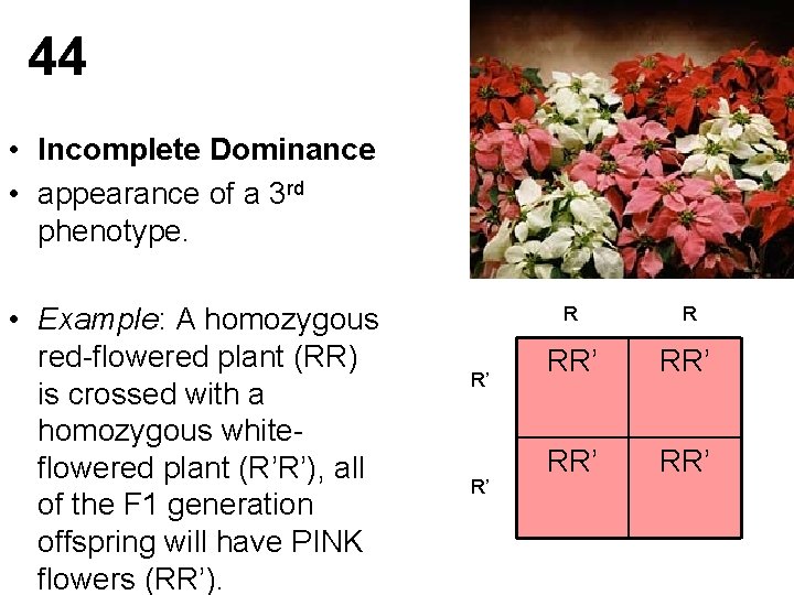 44 • Incomplete Dominance • appearance of a 3 rd phenotype. • Example: A