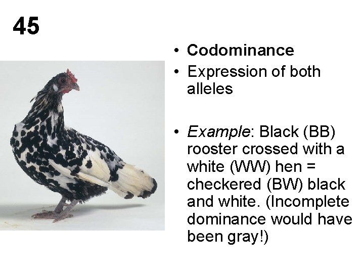 45 • Codominance • Expression of both alleles • Example: Black (BB) rooster crossed