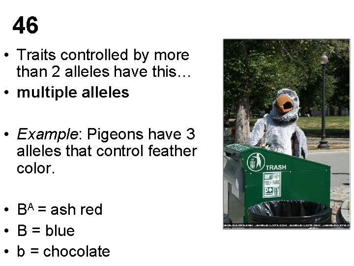 46 • Traits controlled by more than 2 alleles have this… • multiple alleles