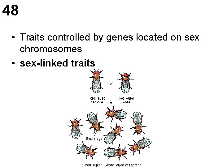48 • Traits controlled by genes located on sex chromosomes • sex-linked traits 