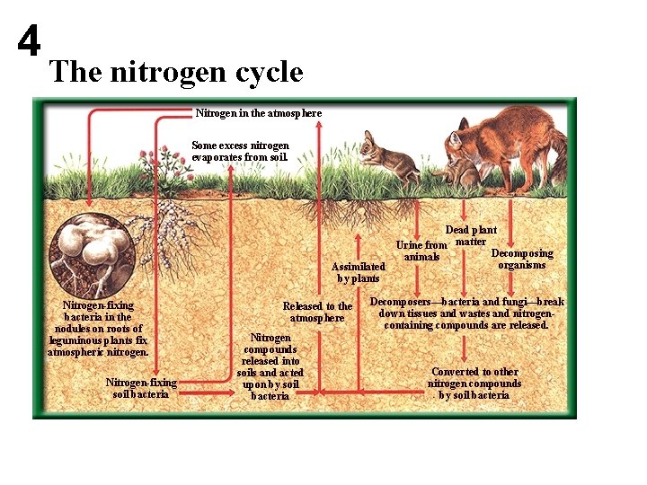 4 The nitrogen cycle Nitrogen in the atmosphere Some excess nitrogen evaporates from soil.