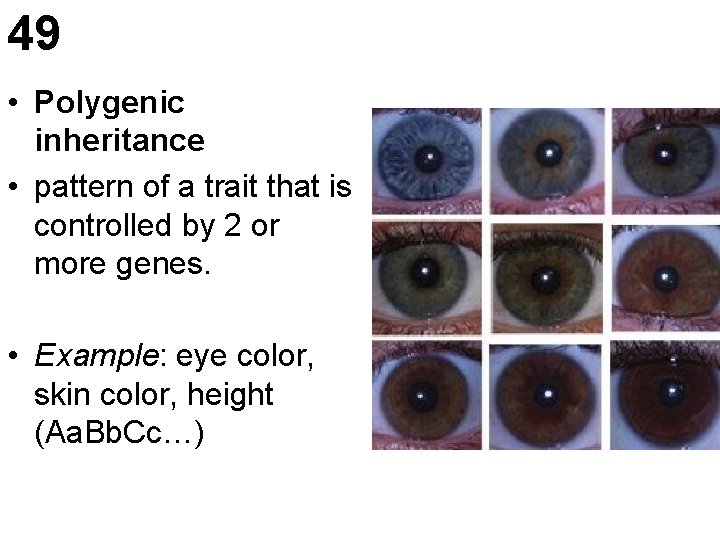 49 • Polygenic inheritance • pattern of a trait that is controlled by 2