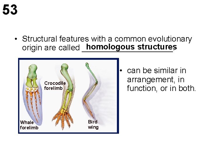 53 • Structural features with a common evolutionary homologous structures origin are called __________.