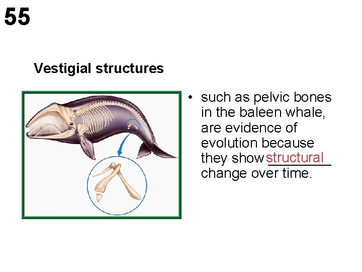55 Vestigial structures • such as pelvic bones in the baleen whale, are evidence