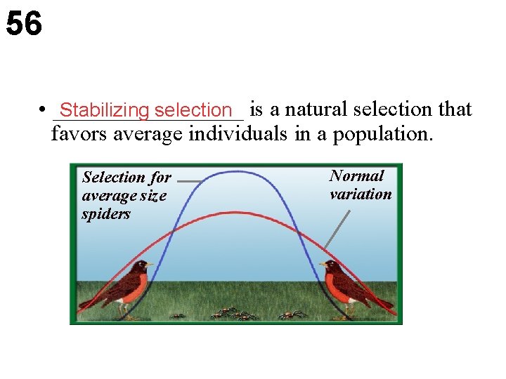 56 • _________ Stabilizing selection is a natural selection that favors average individuals in