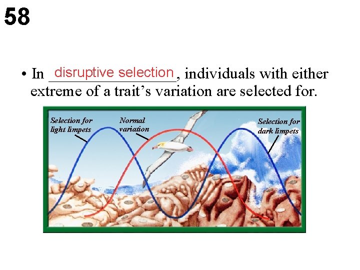 58 disruptive selection individuals with either • In ________, extreme of a trait’s variation