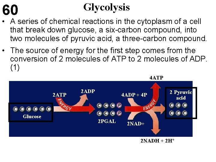 Glycolysis 60 • A series of chemical reactions in the cytoplasm of a cell