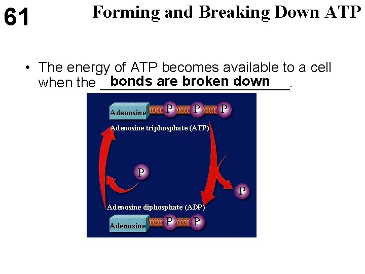 61 Forming and Breaking Down ATP • The energy of ATP becomes available to