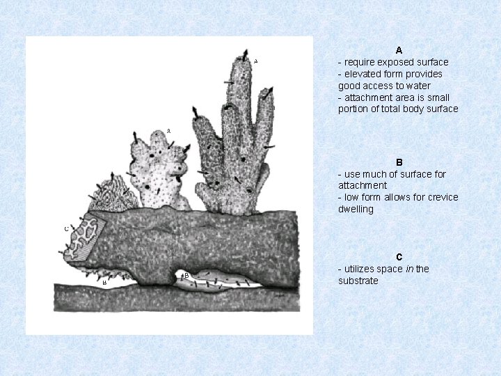 A - require exposed surface - elevated form provides good access to water -