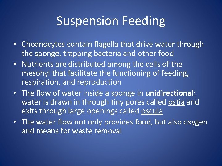 Suspension Feeding • Choanocytes contain flagella that drive water through the sponge, trapping bacteria