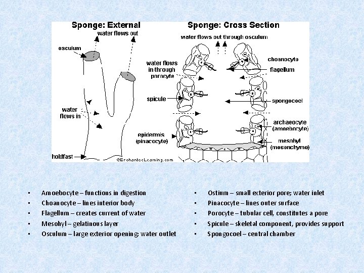  • • • Amoebocyte – functions in digestion Choanocyte – lines interior body