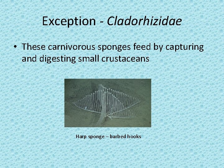Exception - Cladorhizidae • These carnivorous sponges feed by capturing and digesting small crustaceans