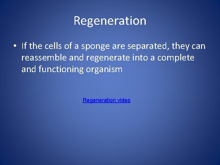 Regeneration • If the cells of a sponge are separated, they can reassemble and