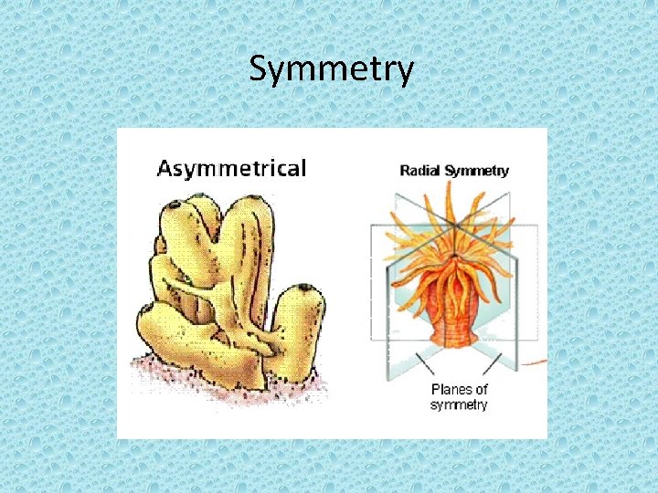 Symmetry 