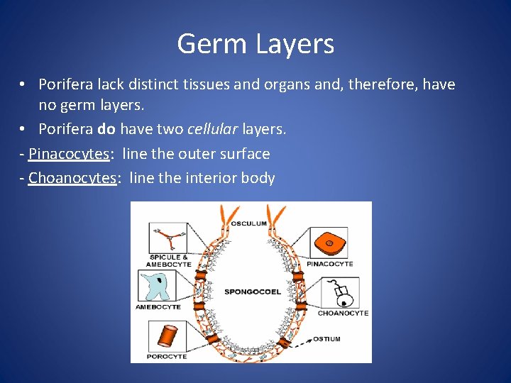 Germ Layers • Porifera lack distinct tissues and organs and, therefore, have no germ