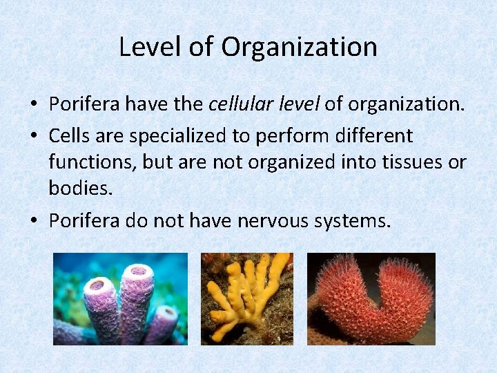 Level of Organization • Porifera have the cellular level of organization. • Cells are