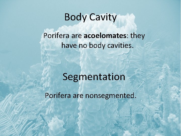 Body Cavity Porifera are acoelomates: they have no body cavities. Segmentation Porifera are nonsegmented.