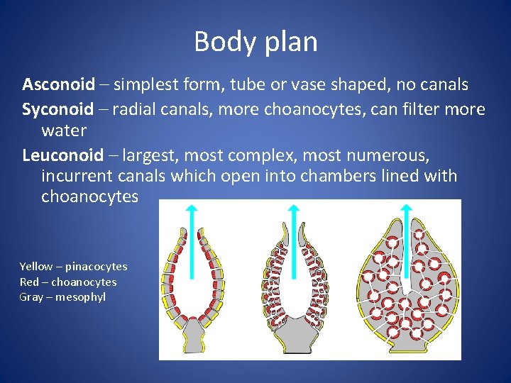 Body plan Asconoid – simplest form, tube or vase shaped, no canals Syconoid –