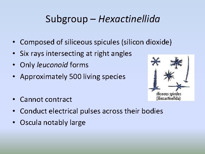 Subgroup – Hexactinellida • • Composed of siliceous spicules (silicon dioxide) Six rays intersecting