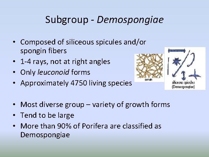 Subgroup - Demospongiae • Composed of siliceous spicules and/or spongin fibers • 1 -4