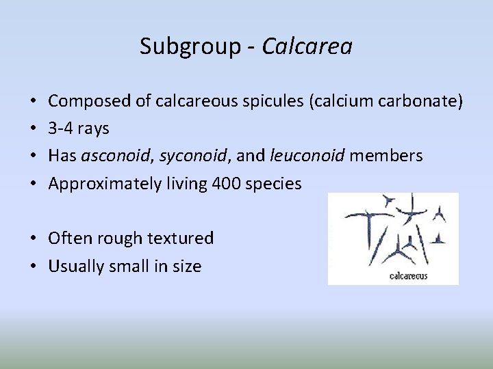 Subgroup - Calcarea • • Composed of calcareous spicules (calcium carbonate) 3 -4 rays