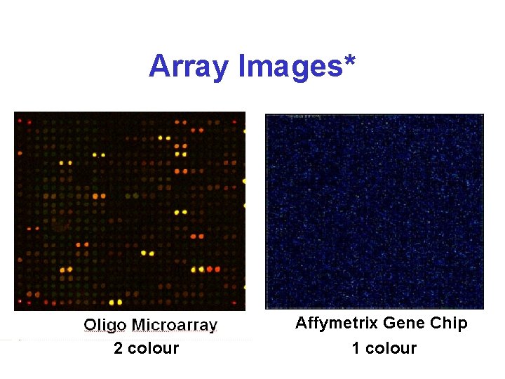 Array Images* 2 colour Affymetrix Gene Chip 1 colour 