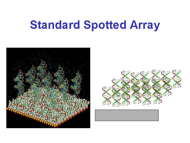 Standard Spotted Array 