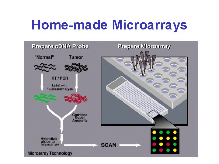 Home-made Microarrays 