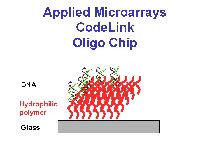 Applied Microarrays Code. Link Oligo Chip DNA Hydrophilic polymer Glass 