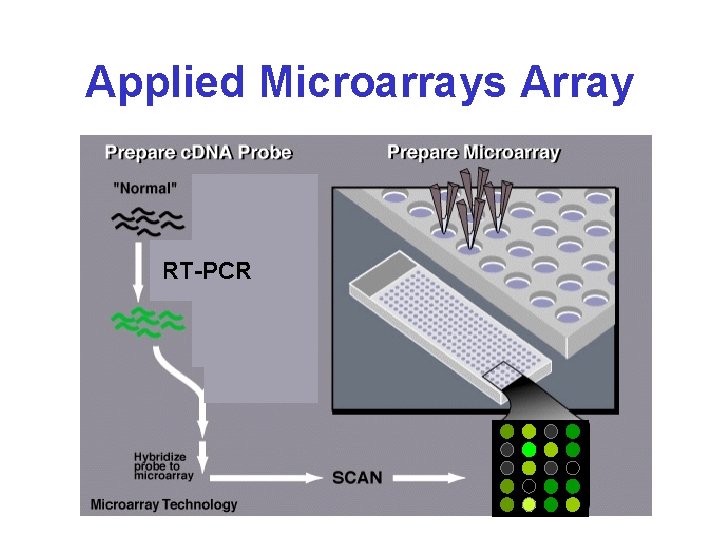 Applied Microarrays Array RT-PCR 