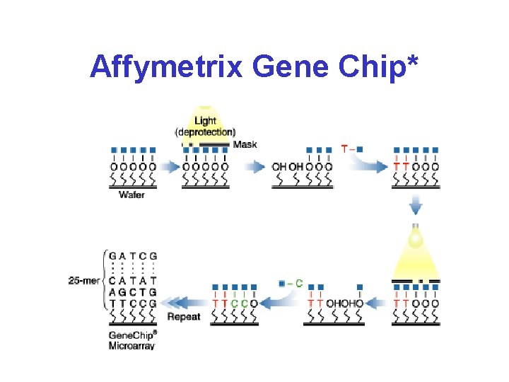 Affymetrix Gene Chip* 