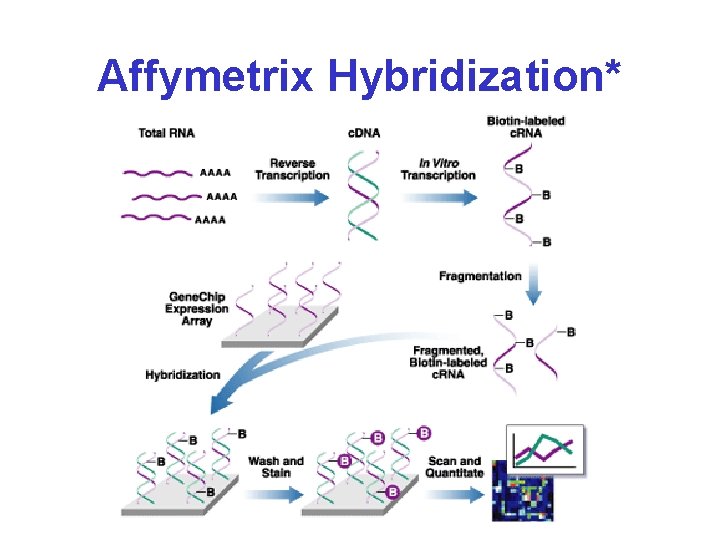 Affymetrix Hybridization* 