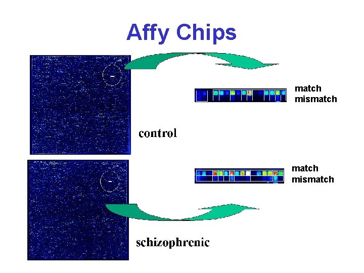 Affy Chips match mismatch 