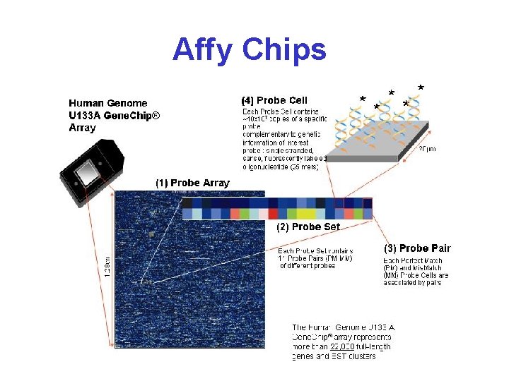 Affy Chips 